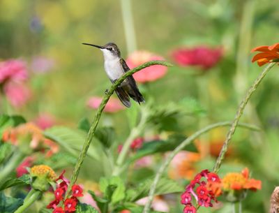 Warrior at Rest - Hummingbird Fine Art Print