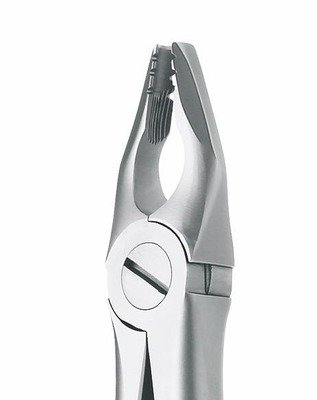 Incisors &amp; Canines