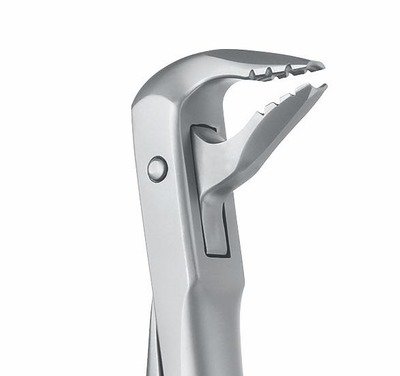 Incisors & Canines