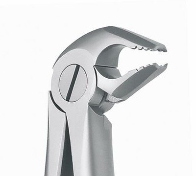 Premolars