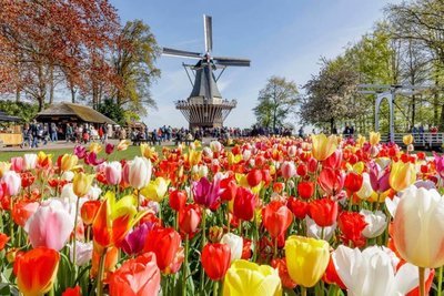 Holland: Keukenhof Tulip Garden Trip