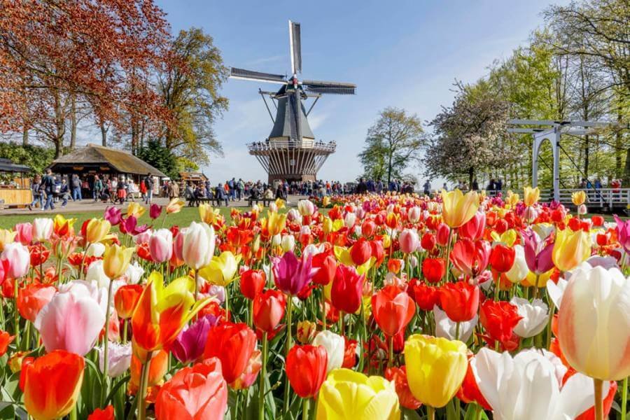 Holland: Keukenhof Tulip Garden Trip (Opening)