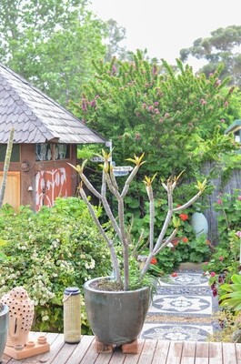 Yogaveda- Autumn Retreat BARMERA Feb 11th Yogaveda- Autumn Retreat BARMERA Feb 11th