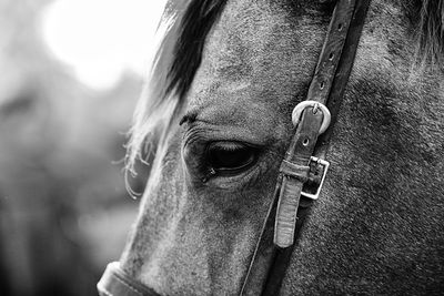 BW Horse Head