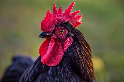 Edna