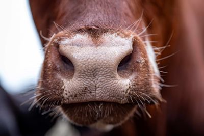Red Sniffer