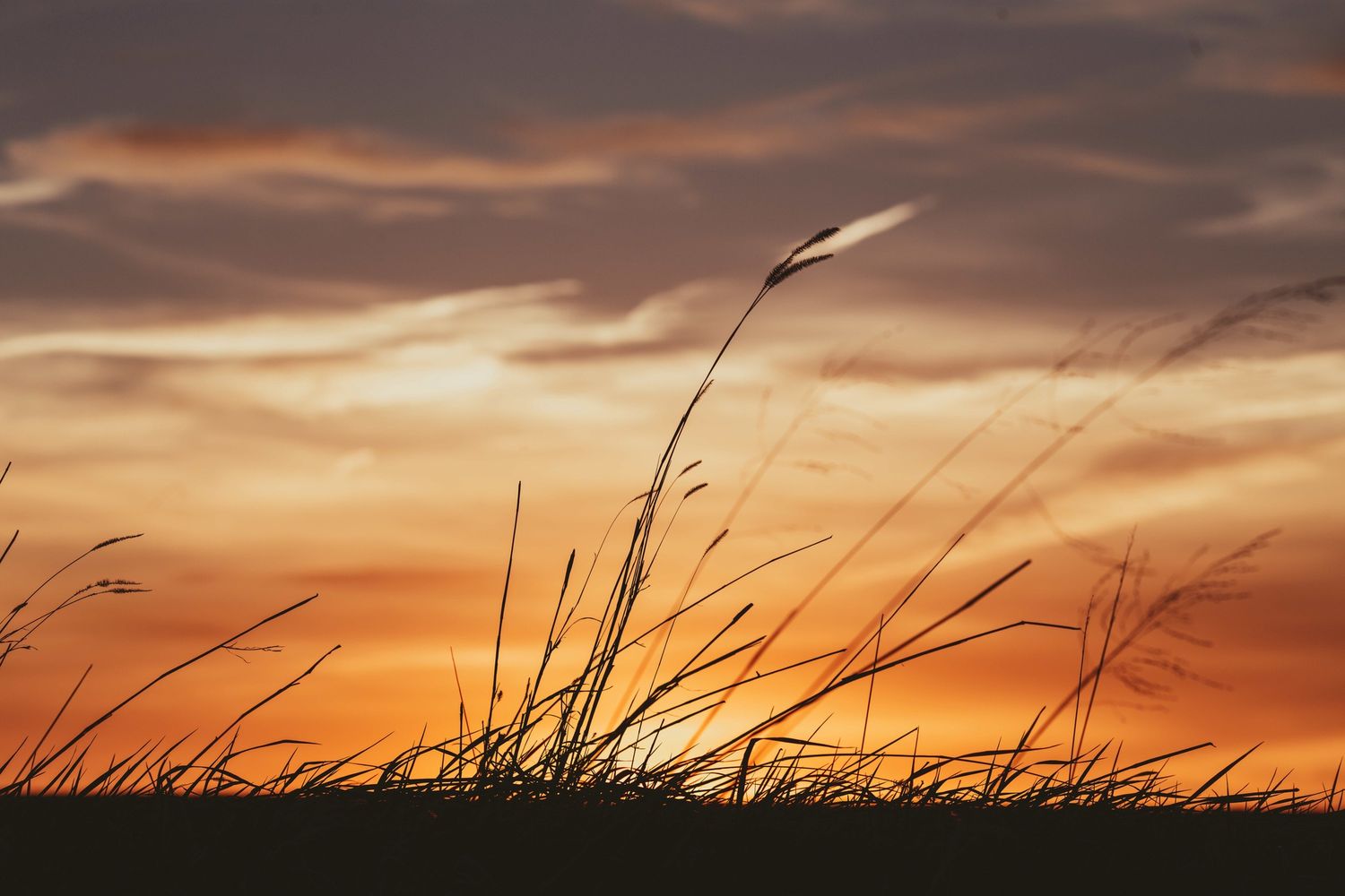 Sunset Grass