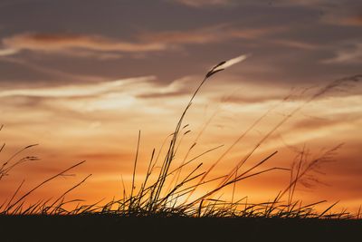 Sunset Grass
