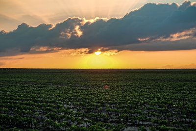 Soybean Sunset-4