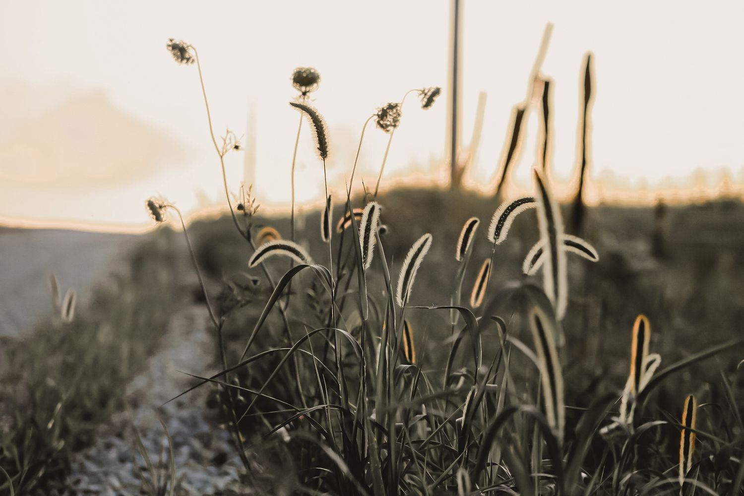 Ditch Weeds