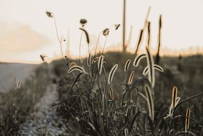 Ditch Weeds