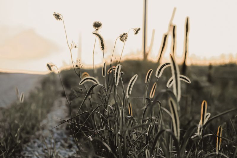 Ditch Weeds