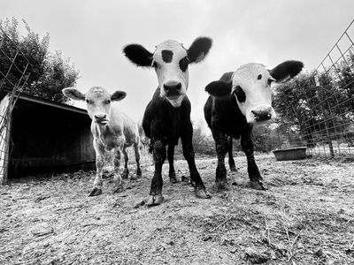 New Kids at the Barn