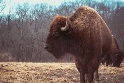 Buffalo