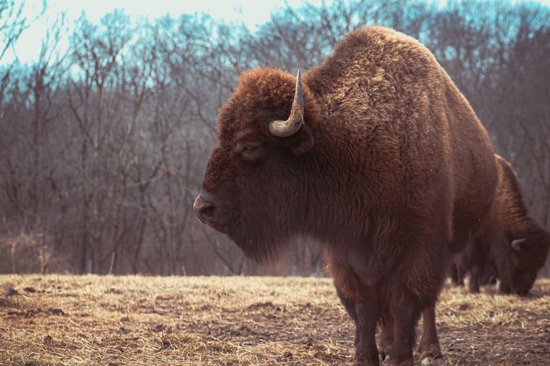 Buffalo