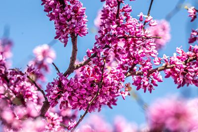 Pink Blooms