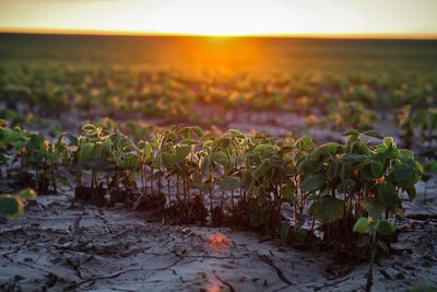Soybean Sunset-1