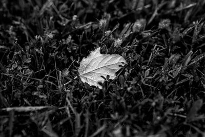 BW Fallen Leaf