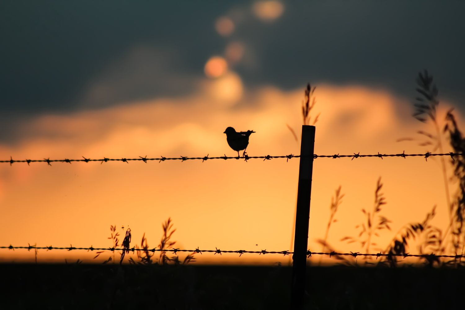Sunset Bird