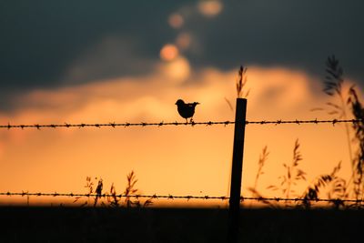 Sunset Bird
