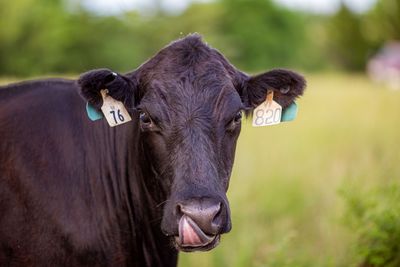 Cow 76