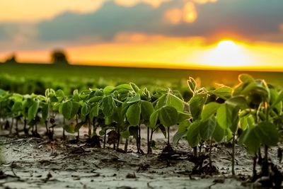 Soybean Sunset-3