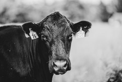 BW Cow 76