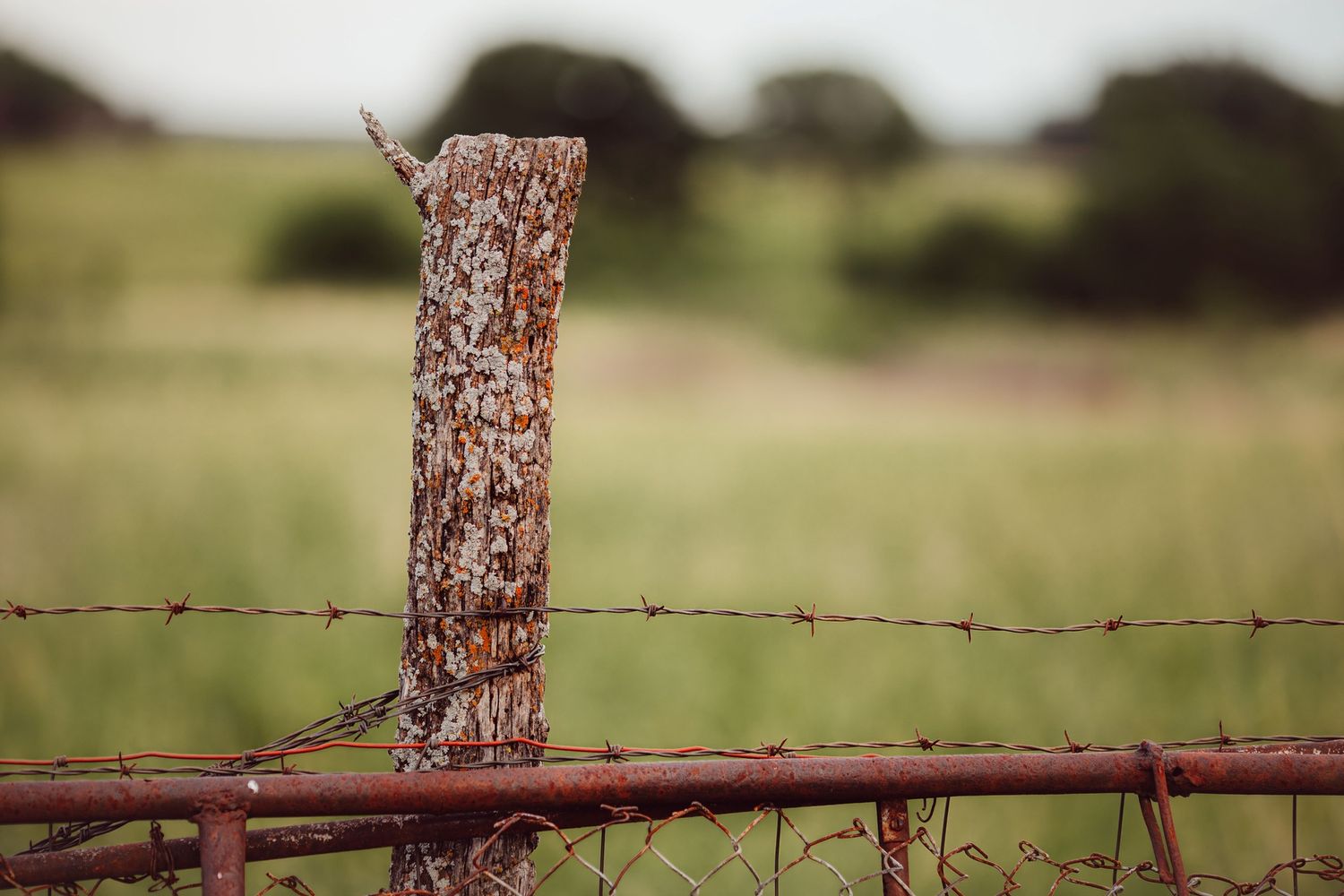 Summer Fence