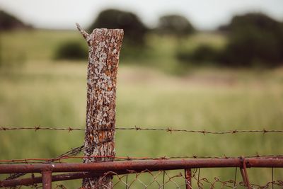 Summer Fence