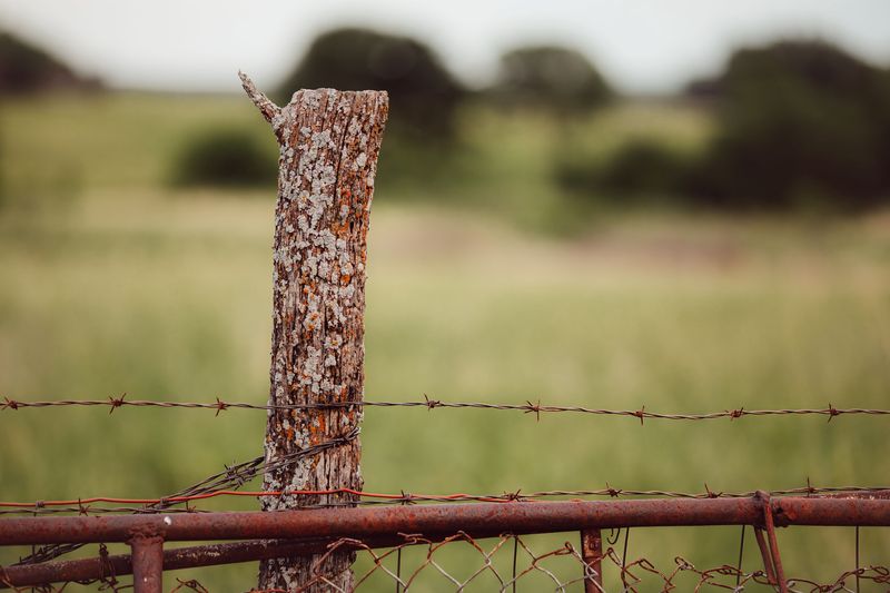 Summer Fence