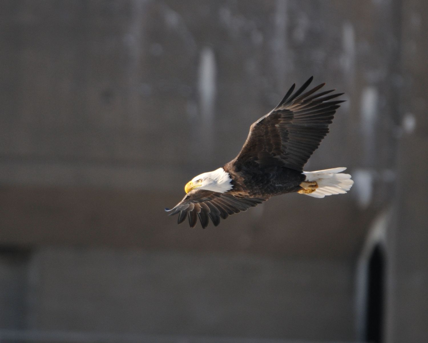 Bald Eagle, Full Cruise 16x18  inch print #5712