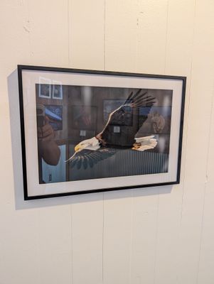 Bald Eagle, Full Cruise 10x15  Framed