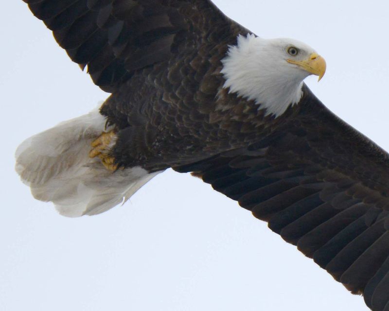 Bald Eagle Searching For Food #0957