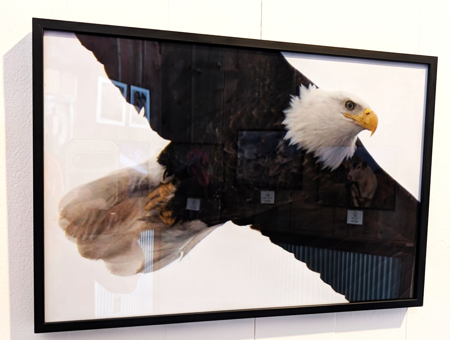 Bald Eagle Searching For Food #0957