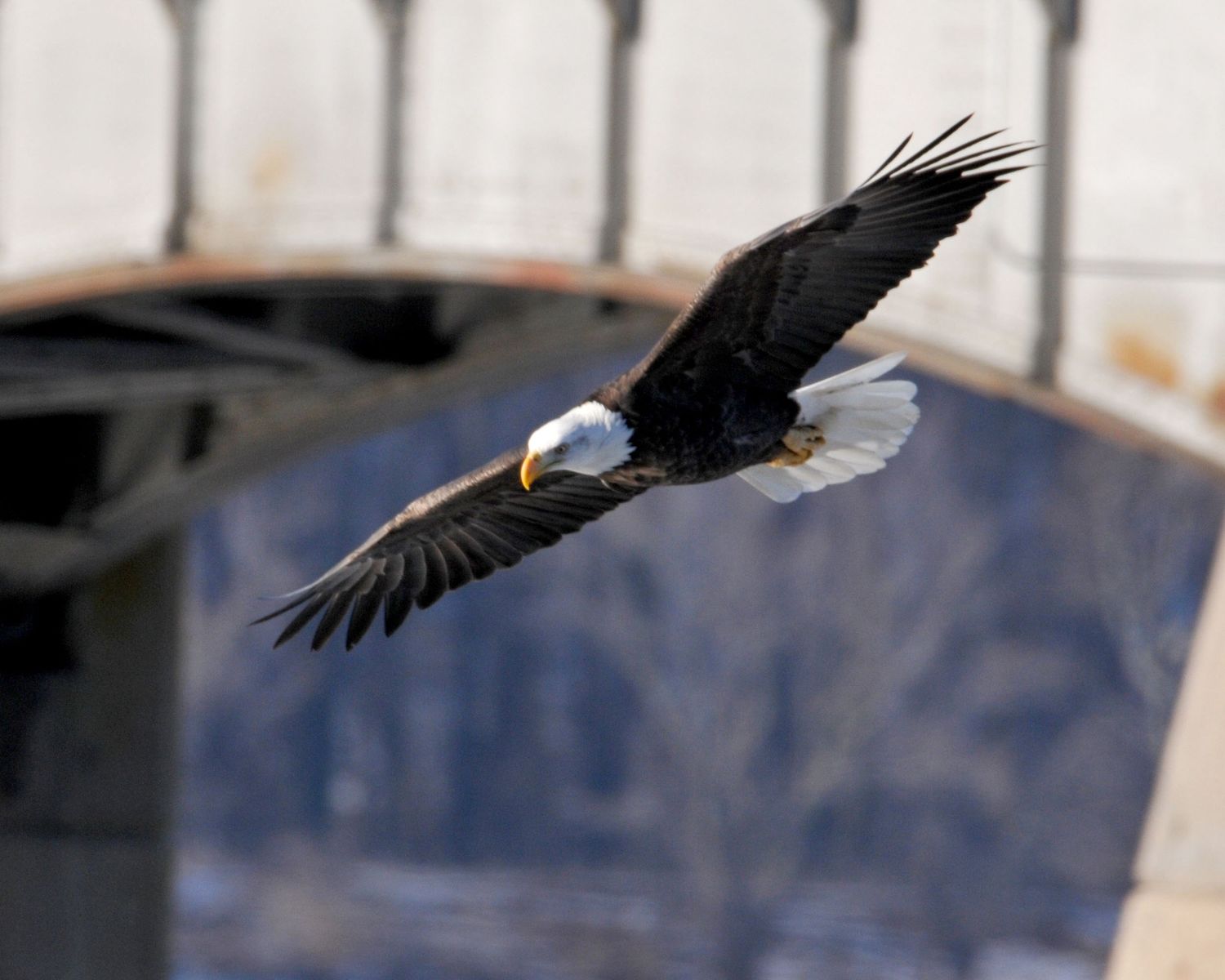 Eagle on the Mississippi 12x24   # 5711
