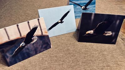 4 Eagle Note Cards, Blank Inside.