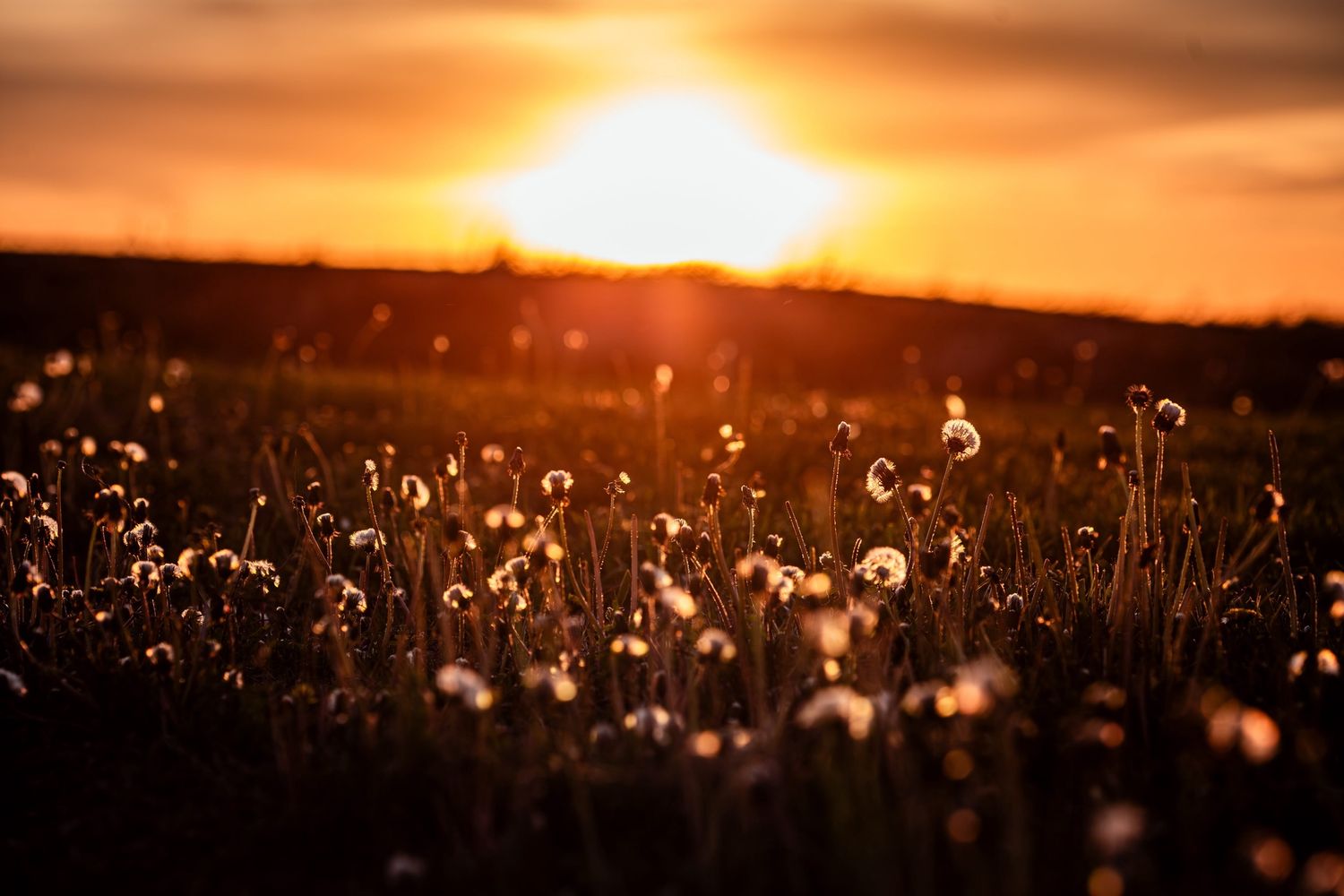 Just Dandy