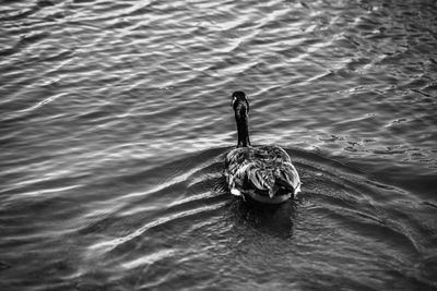 Honker-2