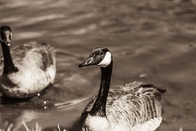 Honker