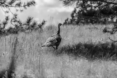 Walkin' Tom