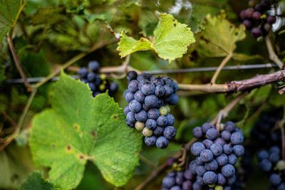 Grapes-1