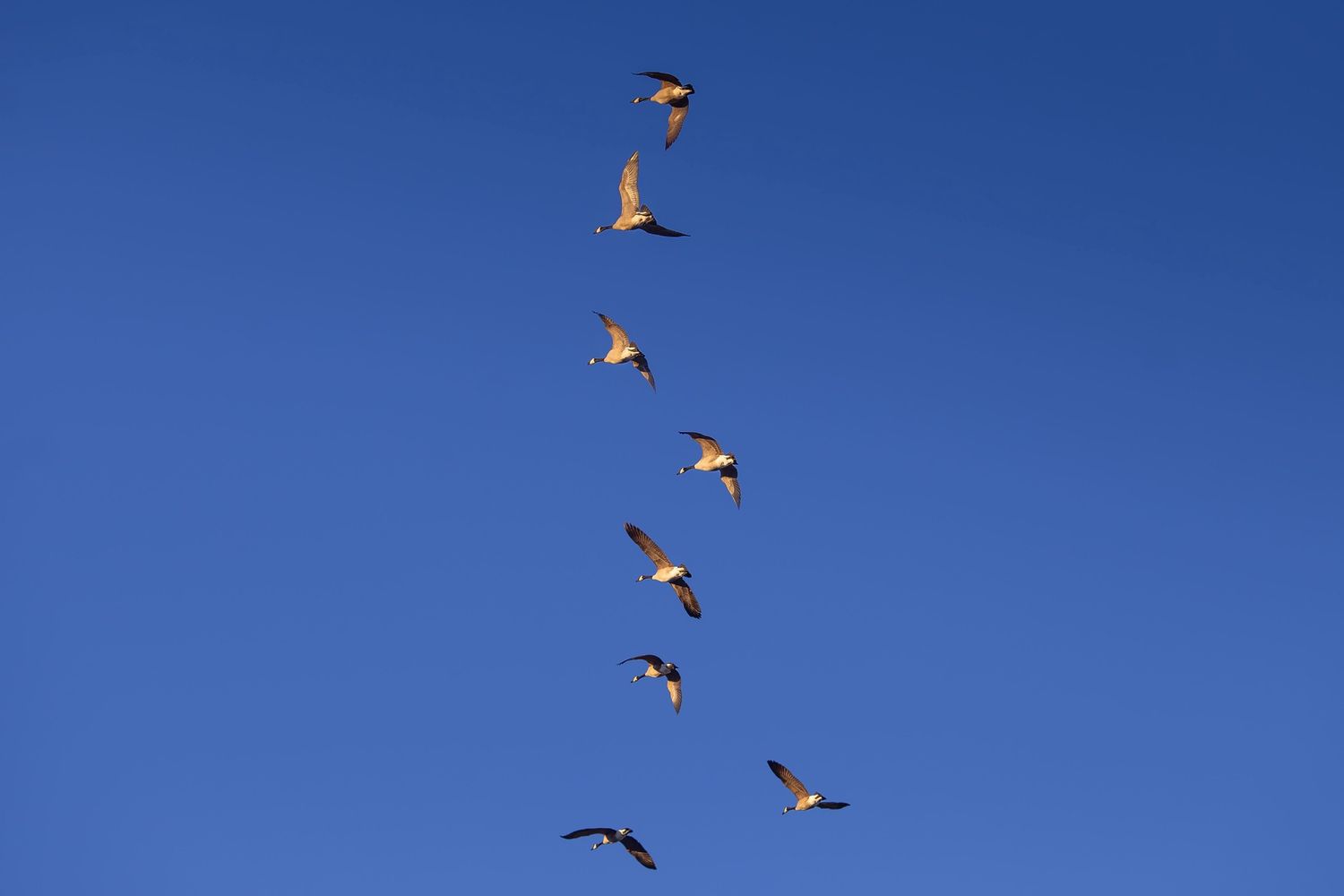 Honker-3