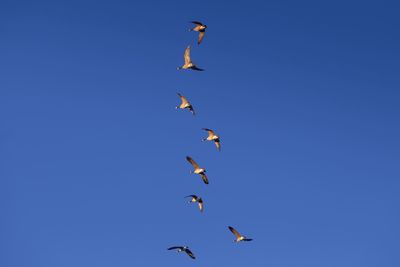 Honker-3