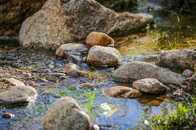 Soft Creek