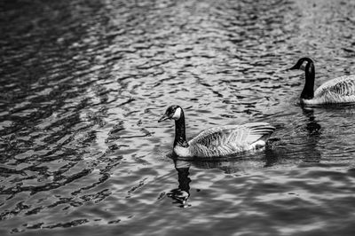 Honker-1