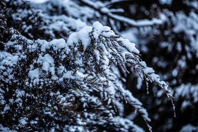 Snowy Cedar