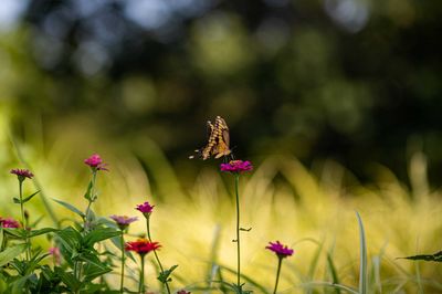 Butterfly Garden