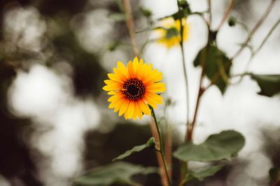 Little Sunflower
