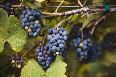 Grapes-2