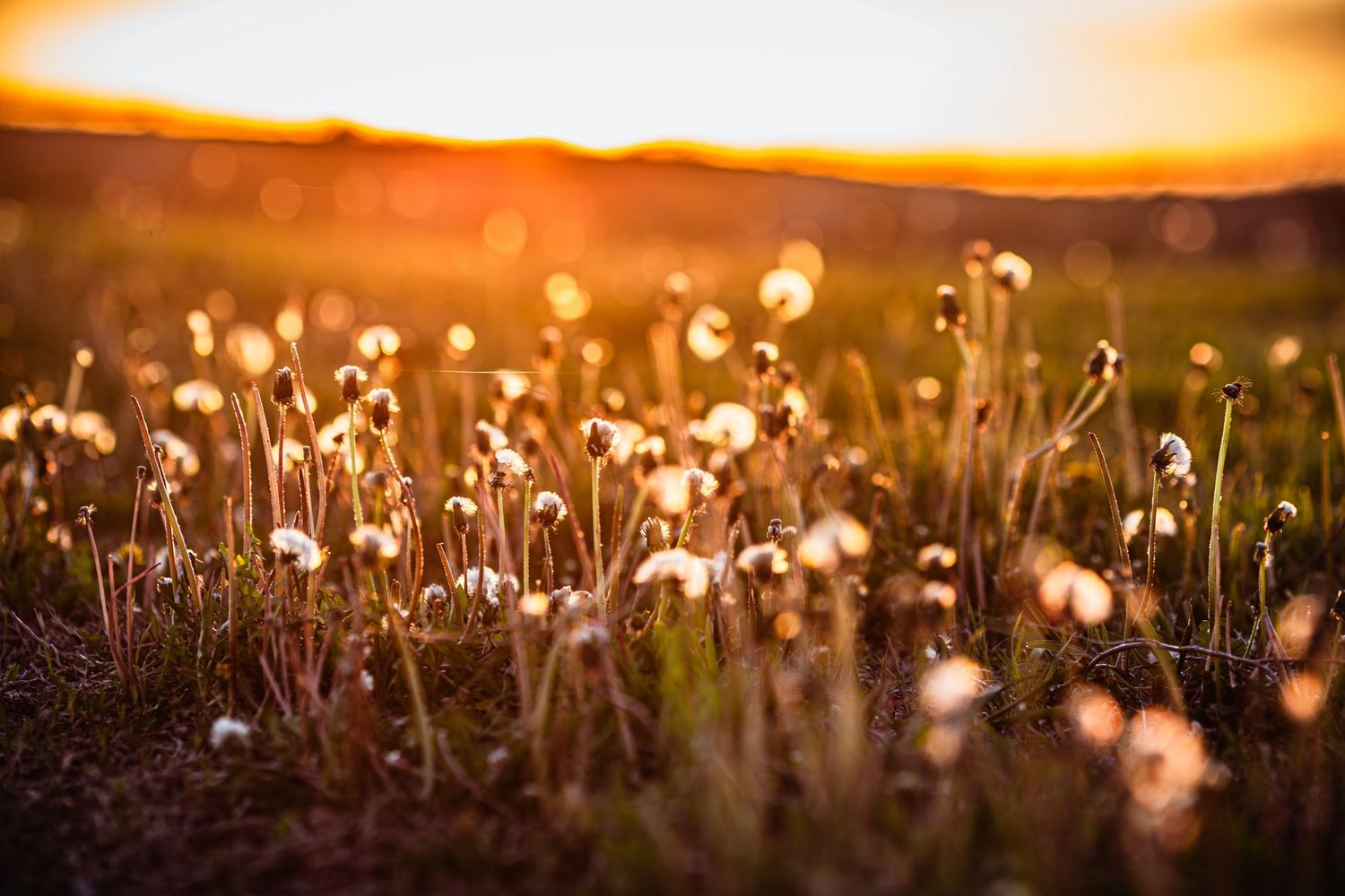 Just Dandy-1